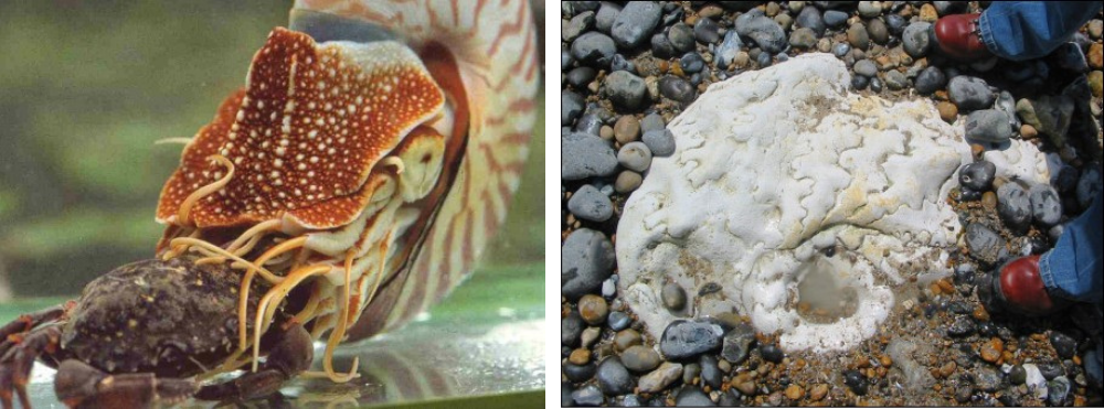 Live nautilus and an ammonite fossil