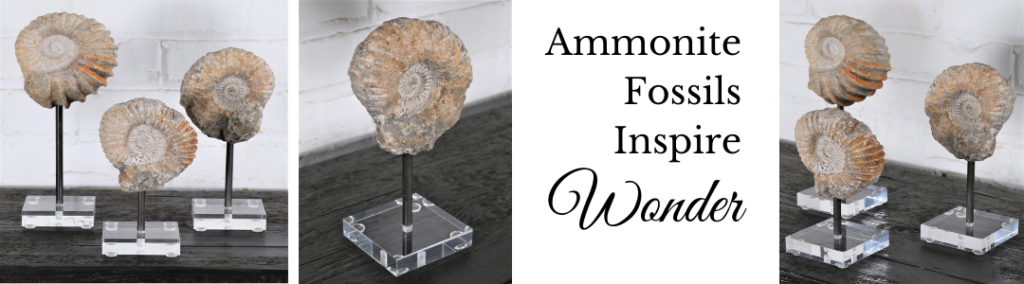 Ammonite fossils on Lucite bases for home décor